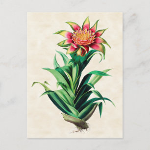 Tillandria Vintage Botanical Vykort