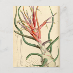 Tillandsia bulbosa vykort