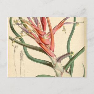 Tillandsia bulbosa vykort