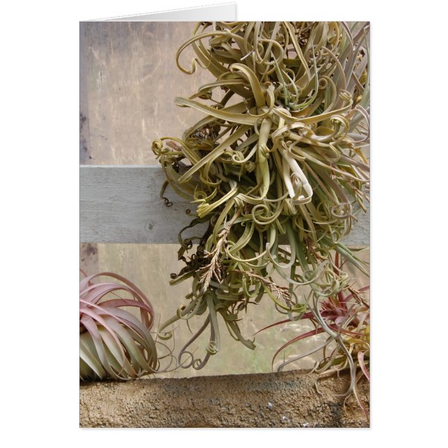 Tillandsia Hälsningskort (Framsidan)