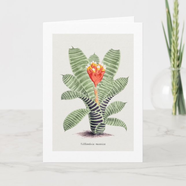 Tillandsia Musaica, av J. Nugent Kort (Framsida)