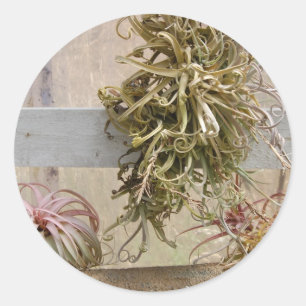 Tillandsia Runt Klistermärke