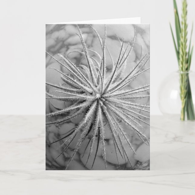 Tillandsia tectorum kort (Framsida)