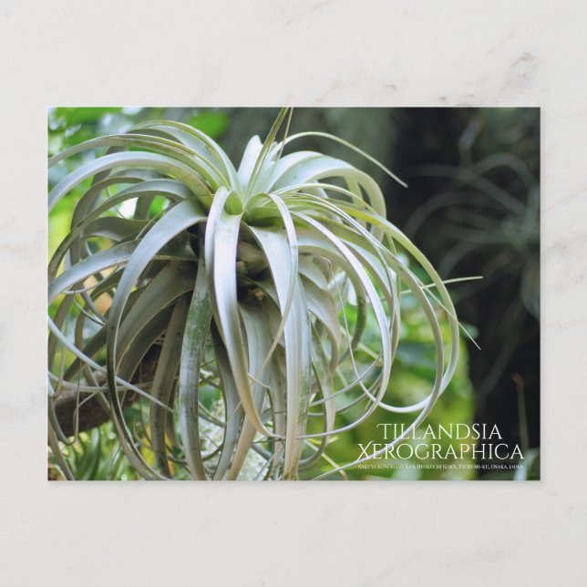 Tillandsia Xerographica:Postcard Vykort (Framsida)