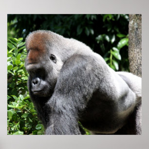Tillbaka gorilla för silver poster