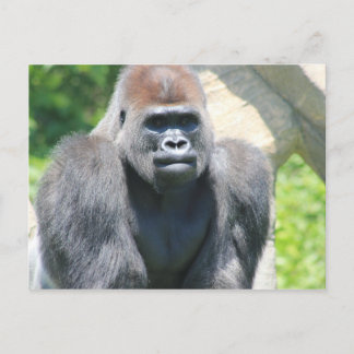 Tillbaka gorilla för silver vykort