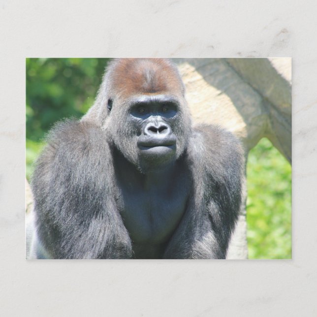 Tillbaka gorilla för silver vykort (Framsida)