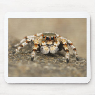 Tillbehör till Tarantula Jumping Bird Spider fanta Musmatta