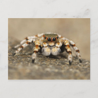 Tillbehör till Tarantula Jumping Bird Spider fanta Vykort
