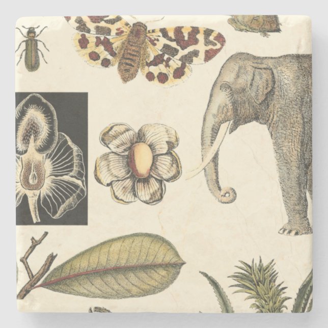 Tilldelade djur som målats på Cream-bakgrunden Underlägg Sten (Framsidan)