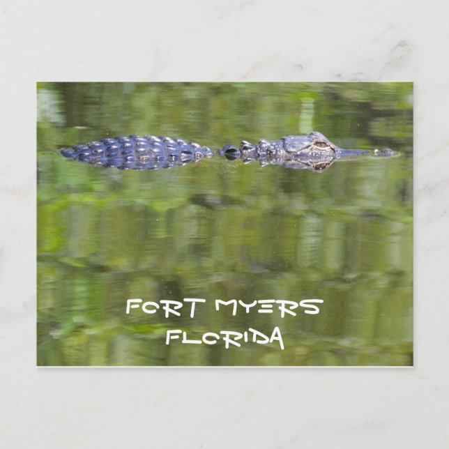 Tilldelningskort för fort Myers Alligator Card Vykort (Framsida)