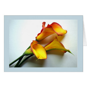 Tillfälle Mango Färgad Calla Lily-foto Hälsningskort
