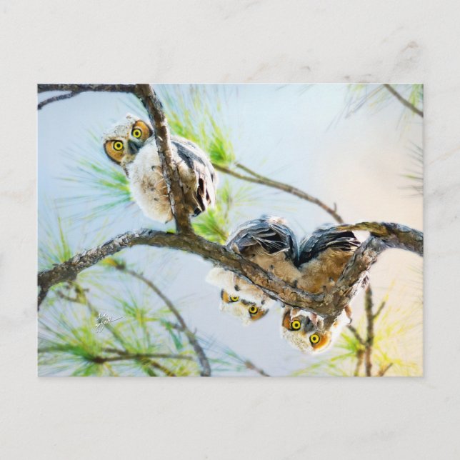 Tillfällen Cute Baby Uggla blank Helg Vykort (Framsida)