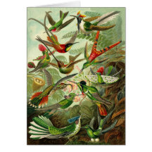 Tillfällen för Haeckel Hummingbirdillustration