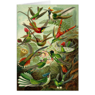 Tillfällen för Haeckel Hummingbirdillustration Hälsningskort