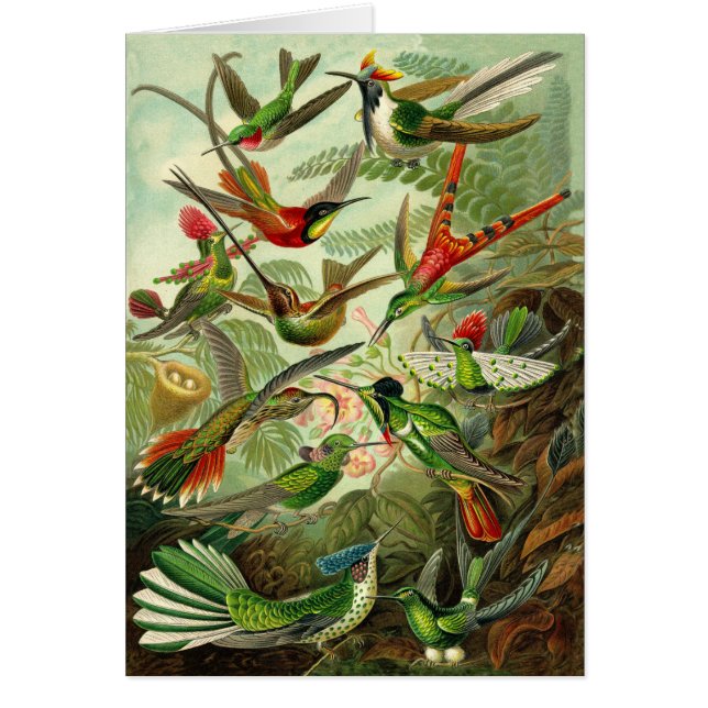 Tillfällen för Haeckel Hummingbirdillustration Hälsningskort (Framsidan)