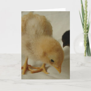 Tillfällen för hälsning av små Chickar Kort