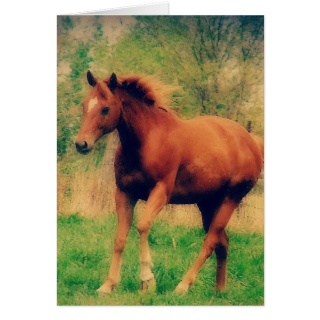 Tillfällen för hälsningskort för Vår Sorrel (Framsidan)