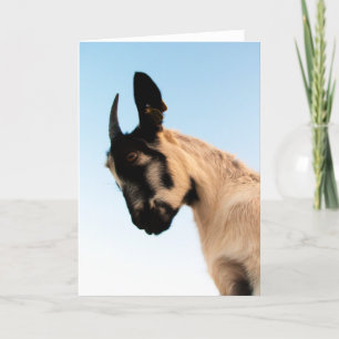 Tillfällen för vackra Goat Kort