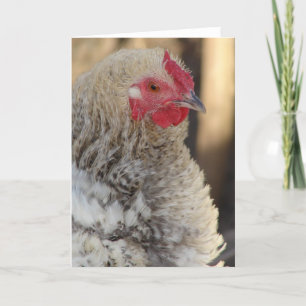 Tillfällen Frizzle Chicken Kort
