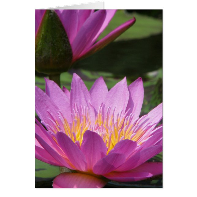 tillfällen hälsningskort (Framsidan)