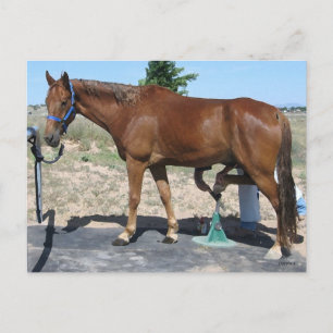 Tillfällen Horse Farrier Care - Western Vykort