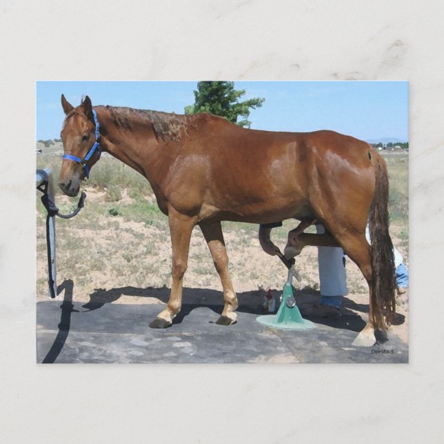 Tillfällen Horse Farrier Care - Western Vykort (Framsida)