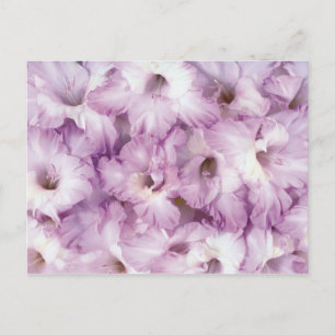 Tillfällen lila Glads Vykort