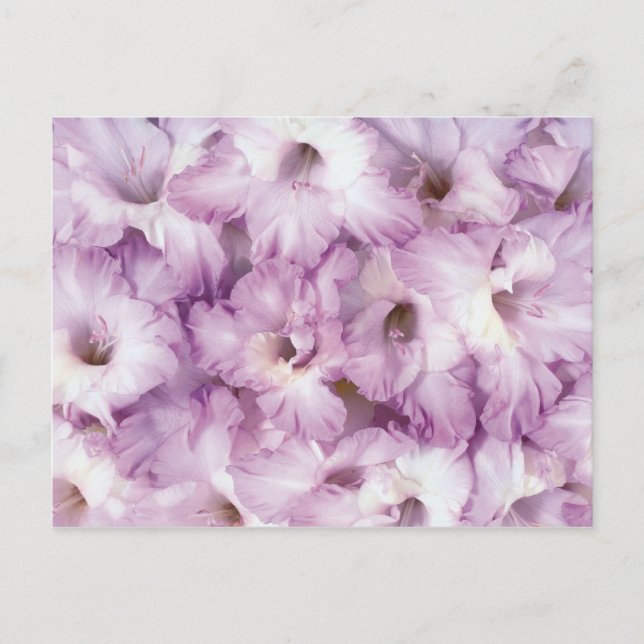 Tillfällen lila Glads Vykort (Framsida)