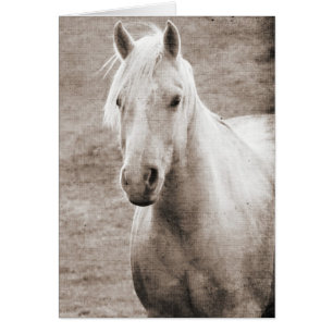 Tillfällen Palomino Sepia Hälsningskort