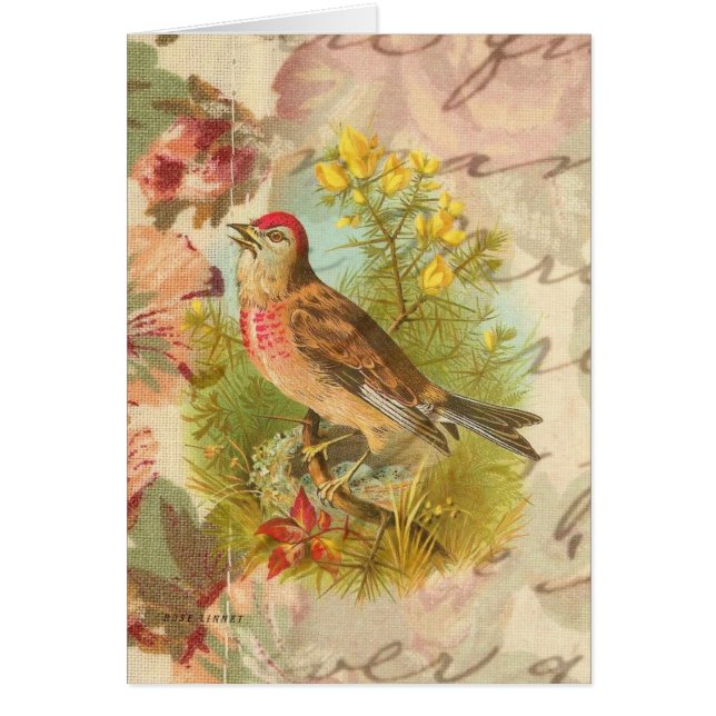 Tillfällen Ro Linnet Blank Greeting Card OBS Kort (Framsidan)