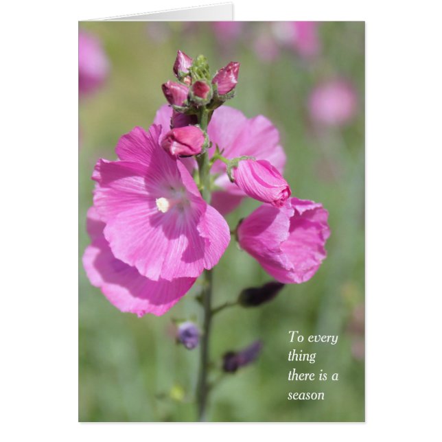 Tillfällen Season and Time Hollyhock Hälsningskort (Framsidan)