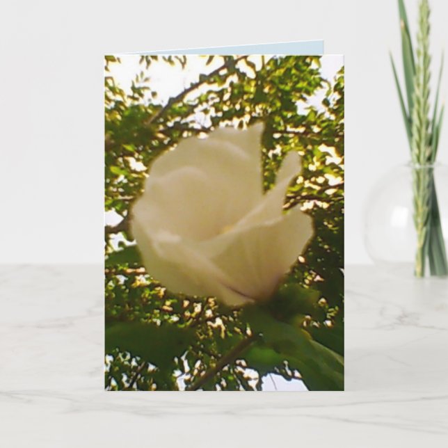 Tillfällen Vit ros Kort (Framsida)