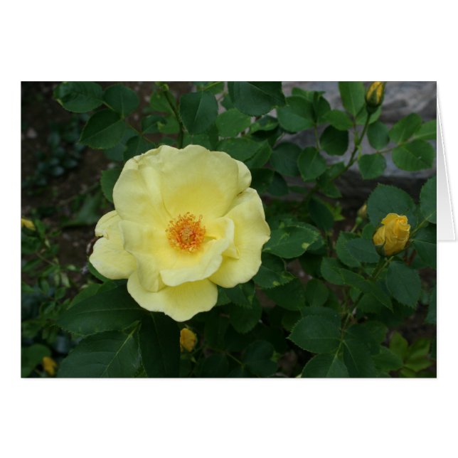 Tillfällenkort Hälsningskort (Framsidan Horizontal)