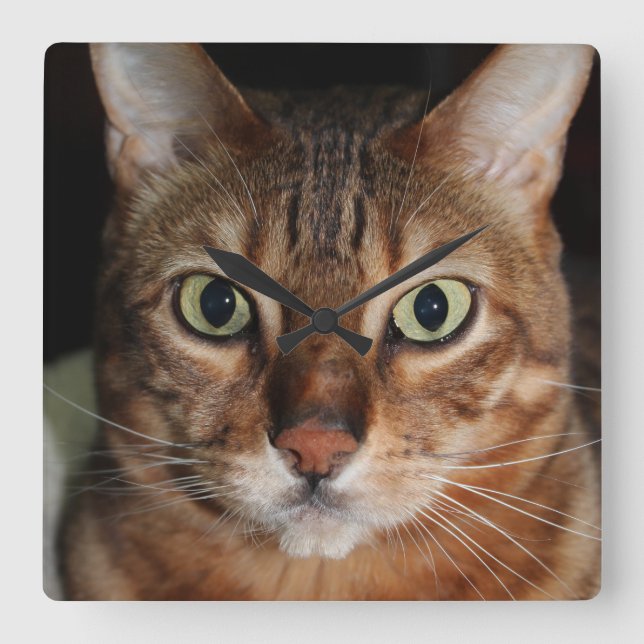 Tillfoga din egna Meme, stirra den Bengal katten Fyrkantig Klocka (Framsida)
