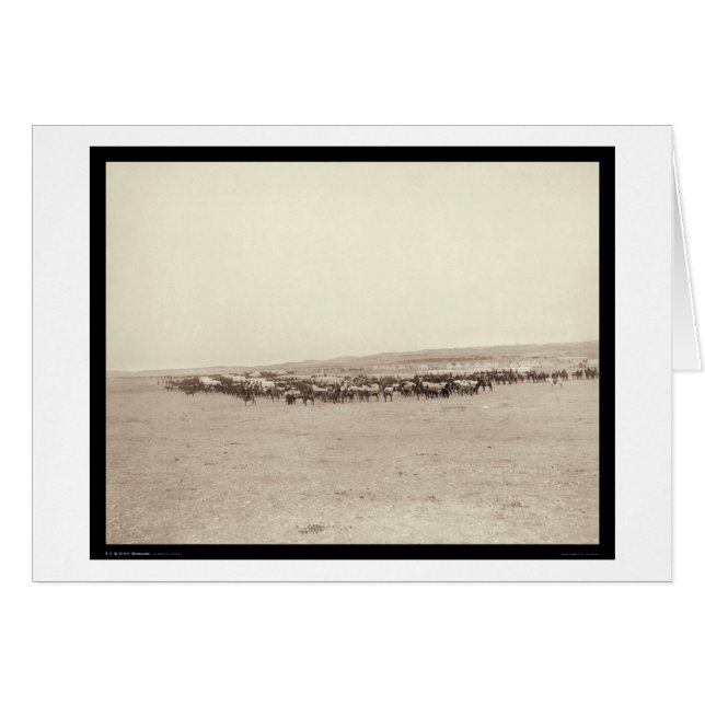 Tillförselvagnar & packeMules SD 1887 Hälsningskort (Framsidan Horizontal)