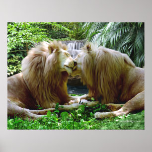Tillgivet lejon poster