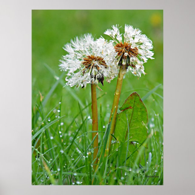 Tillsammans. Alltid Poster (Framsidan)