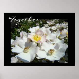 Tillsammans! konsttryck Vita Rosblommor Sommar Poster