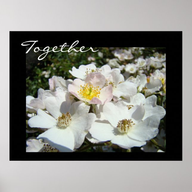 Tillsammans! konsttryck Vita Rosblommor Sommar Poster (Framsidan)
