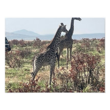 Tillsammans över savannen – Två giraffer foto