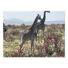 Tillsammans över savannen – Två giraffer foto