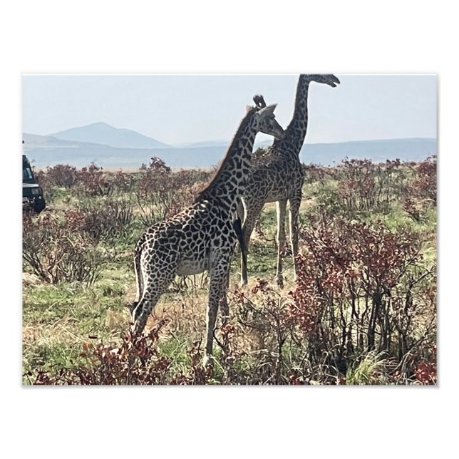 Tillsammans över savannen – Två giraffer foto (Framsidan)