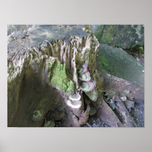 Tillväxt i Limahuli Gardens Poster