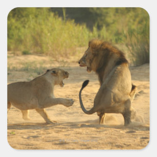 Timbavati flod, Kruger nationalpark, Limpopo Fyrkantigt Klistermärke