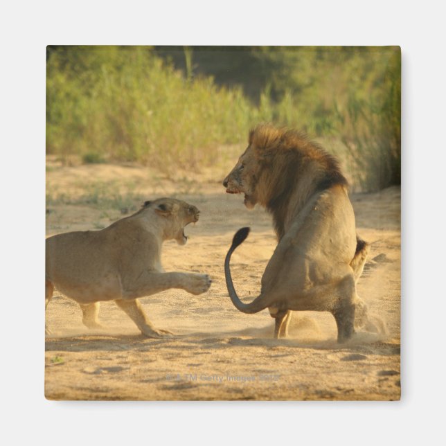 Timbavati River, Kruger National Park, Limpopo Magnet (Framsidan)
