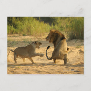 Timbavati River, Kruger National Park, Limpopo Vykort