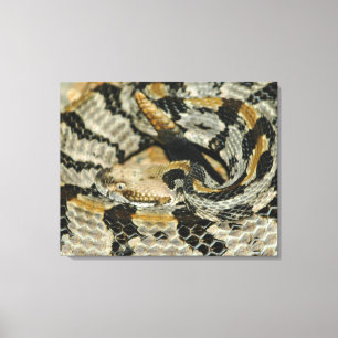Timber Rattlesnake Coil Canvastryck