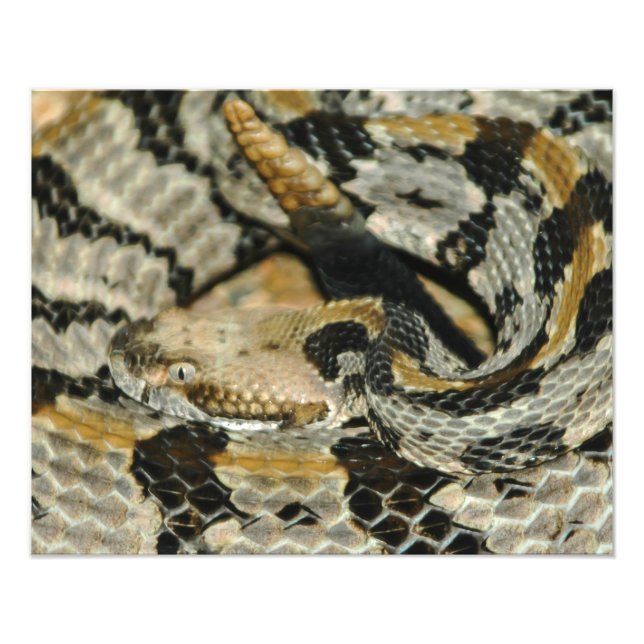 Timber Rattlesnake Coil Fototryck (Framsidan)