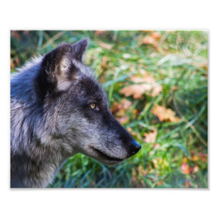 Timber Varg Ansikte Fototryck